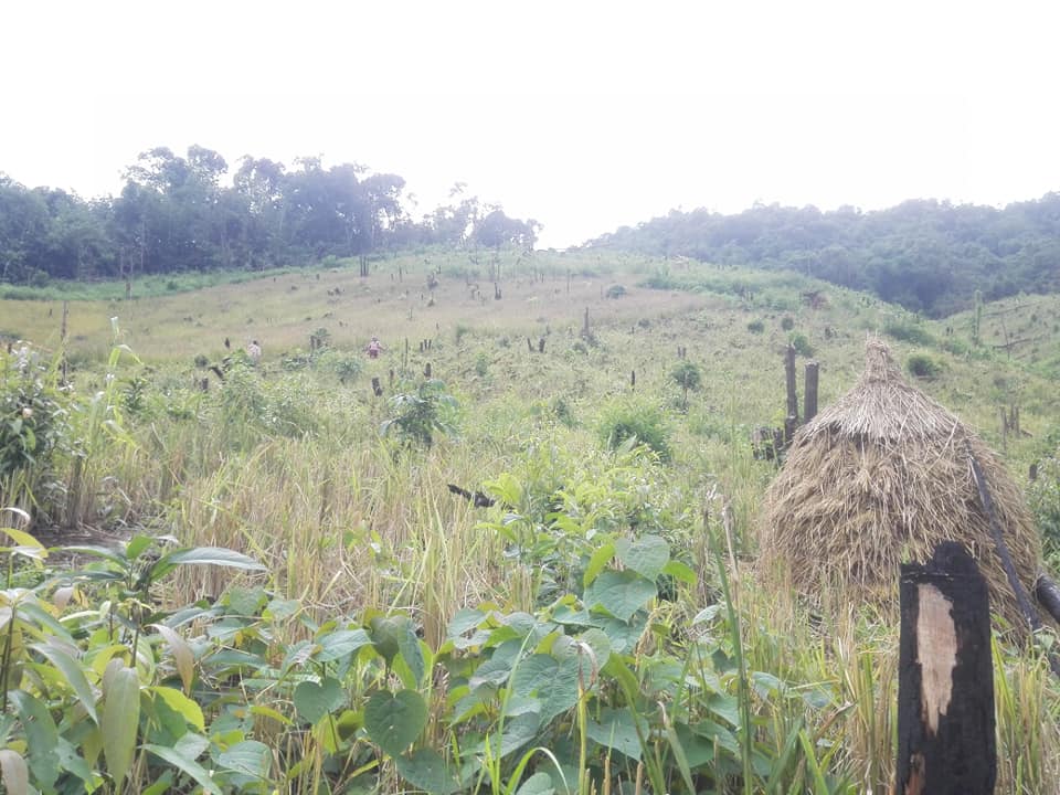 5 Days Phou Louey Mountain Summit Trekking Tour